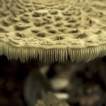 Grote parasolzwam Grote parasolzwam