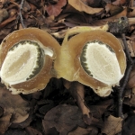Grote stinkzwam duivelsei Grote stinkzwam duivelsei