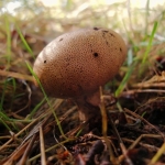 Kleine aardappelbovist Kleine aardappelbovist