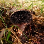 Kleine aardappelbovist doorsnede Kleine aardappelbovist doorsnede