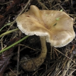 Knotsvoettrechterzwam Knotsvoettrechterzwam