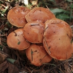 Melkboleet (zeldzaam) Melkboleet (zeldzaam)