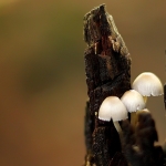 Melksteelmycena Melksteelmycena