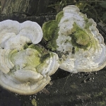 Witte bultzwam Witte bultzwam