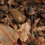 Zwarte melksteelmycena Zwarte melksteelmycena