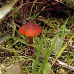 Zwartwordende wasplaat Zwartwordende wasplaat