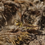 Knopsprietje Knopsprietje