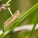 Kustsprinkhaan vrouw Kustsprinkhaan vrouw