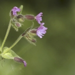 Dagkoekkoeksbloem Dagkoekkoeksbloem