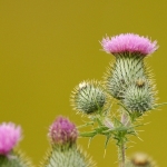 Speerdistel Speerdistel