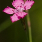 Steenanjer Steenanjer