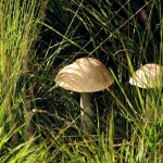 Witte berkenboleet (zeldzaam) Witte berkenboleet (zeldzaam)