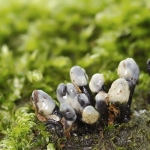 Kleverig lindebekertje (Holwaya mucida) (zeer zeldzaam Kleverig lindebekertje (Holwaya mucida) (zeer zeldzaam