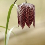 Kievitsbloem Kievitsbloem