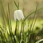 Kievitsbloem Kievitsbloem