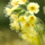 Slanke sleutelbloem (dubbelopname) Slanke sleutelbloem (dubbelopname)