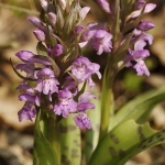 Brede orchis Brede orchis