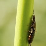 Gewone oorworm Gewone oorworm