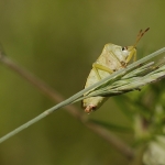 Groene stinkwants Groene stinkwants