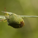 Groene stinkwants Groene stinkwants