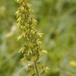 Grote keverorchis Grote keverorchis