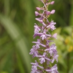 Grote muggenorchis Grote muggenorchis