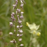 Poppenorchis x soldaatje Poppenorchis x soldaatje