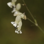 Blaassilene Blaassilene