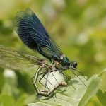 Weidebeekjuffer paringswiel Weidebeekjuffer paringswiel