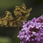 Gehakkelde aurelia Gehakkelde aurelia