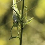 Grote groene sabelsprinkhaan vrouw Grote groene sabelsprinkhaan vrouw