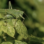 Grote groene sabelsprinkhaan man Grote groene sabelsprinkhaan man