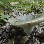 Regenboogrussula Regenboogrussula
