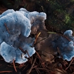 Blauwe kaaszwam Blauwe kaaszwam