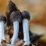 Streepsteelmycena Streepsteelmycena