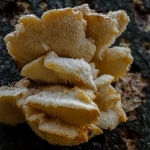 Gelobde pruikzwam (zeldzaam) Gelobde pruikzwam (zeldzaam)