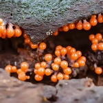 Peervormig draadwatje Peervormig draadwatje