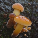 Gewoon fluweelpootje Gewoon fluweelpootje