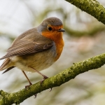 Roodborst Roodborst