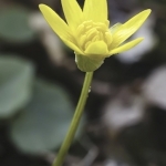 Speenkruid Speenkruid