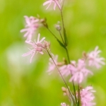 Echte koekoeksbloem dubbelopname Echte koekoeksbloem dubbelopname