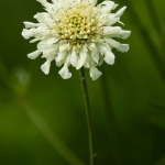 Cephalaria - schoepkruid Cephalaria - schoepkruid
