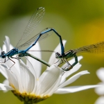 Azuurwaterjuffer paringswiel Azuurwaterjuffer paringswiel