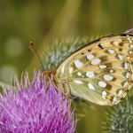 Grote parelmoervlinder Grote parelmoervlinder