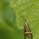 Geelbandlangsprietmot Geelbandlangsprietmot
