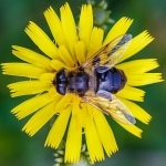 Blinde bij Blinde bij
