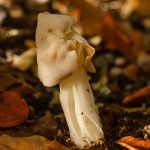 Witte kluifzwam Witte kluifzwam