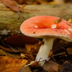 Stevige braakrussula Stevige braakrussula