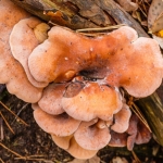 Roodbruine schijnridderzwam Roodbruine schijnridderzwam