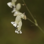 Zinkblaassilene Zinkblaassilene